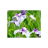 鳶尾 定州鳶尾 藍(lán)花鳶尾 蘭花鳶尾