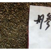 丹參種子常年大量供應品質保證 桂花種子