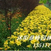 拋售萱草:紅寶石萱草,金邊麥冬,金娃娃萱草