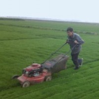 草坪退化怎么辦 退化草坪的更新修復(fù)方法