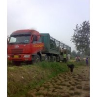 忻州草坪 臨汾草坪 呂梁草坪