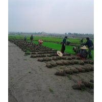 句容景葉園藝場直銷果嶺草