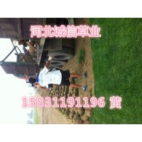 草坪銷售 草坪基地 草坪價格