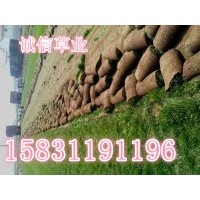 草坪銷售價格 河北草坪銷售價格 石家莊草坪銷售價格