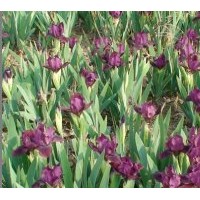 大量供應(yīng)大花萱草，福祿考，鳶尾，美人蕉，芍藥