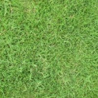 句容景葉草坪基地直銷百慕大草坪