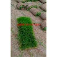 高爾夫球場草坪