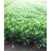 山東八寶景天批發(fā)基地 八寶景天