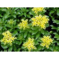 德國景天 八寶景天 三七景天 紅葉景天