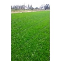 欒城草坪