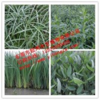 供應(yīng)水生植物再力花，推薦東莞懿鴻水生植物