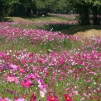 供應(yīng)菊花種子波斯菊種子金雞菊種子黑心菊種子批發(fā)