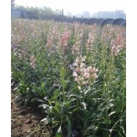 宿根花卉批發(fā)|山東宿根花卉價格|青州宿根花卉基地