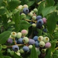 長(zhǎng)沙市藍(lán)莓苗|仁源農(nóng)業(yè)科技|北陸藍(lán)莓苗