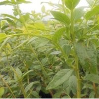 百色農(nóng)業(yè)(多圖)、盆栽藍(lán)莓苗木、西安藍(lán)莓苗木