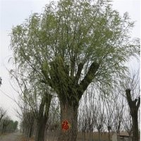 直徑一米柳樹(shù)|聚源園林|直徑一米柳樹(shù)