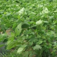 構(gòu)樹苗,鑫森源,扦插構(gòu)樹苗