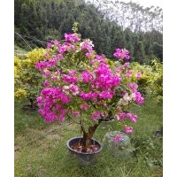 紅、紫色三角梅20.30.40.50桿（各規(guī)格）