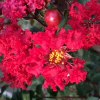 美國(guó)三紅紫薇