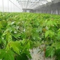 青島美國紅楓幼苗、美國紅楓幼苗報(bào)價(jià)(圖)、金圣園林