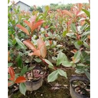 浦江紅葉石楠,福江苗木口碑好,紅葉石楠批發(fā)