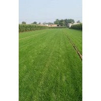 供應(yīng)北方公園，足球草坪場(chǎng) ，公路護(hù)坡，小區(qū)綠化等最佳的冷季節(jié)