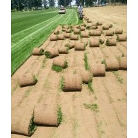 草坪銷售，午夜,高爾夫,冷季型草坪等