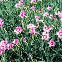 君誠(chéng)花卉苗木_山東宿根花卉_山東宿根花卉哪家好