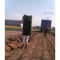 2017年草坪價格|冷季型早熟禾草坪|欒城草坪