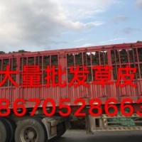 江西新余馬尼拉草坪=馬尼拉草坪求購=草坪批發(fā)