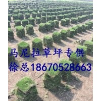 馬尼拉草坪馬尼拉草皮圖片供應批發(fā)價格