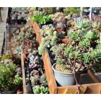 花卉盆景|瓦房店市花卉|綠馨花卉(查看)