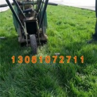 河北草坪種植基地