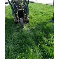 石家莊草坪價(jià)格