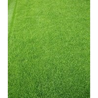 無(wú)土沙草坪