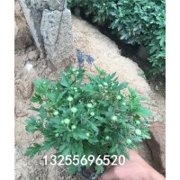 國慶菊價(jià)格 國慶菊?qǐng)D片 國慶菊有幾種顏色 國慶菊基地
