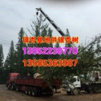 24公分銀杏樹嫁接_24公分銀杏樹_興隆銀杏(圖)