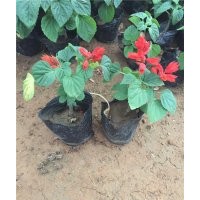 一串紅花期 一串紅照片 一串紅什么時(shí)候開(kāi)花 一串紅供應(yīng) 一串紅批