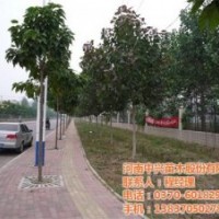 石家莊景觀樹、中興苗木、無(wú)飛絮景觀樹