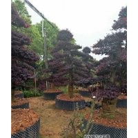 紅花繼木樁|萬達苗圃|瀏陽紅花繼木樁