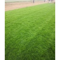 常年大量供應(yīng)草坪，早熟禾，四季青，高羊茅，剪股穎，果嶺草，各