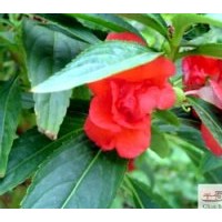 成都新幾內(nèi)亞鳳仙花 新幾內(nèi)亞鳳仙花工程地被