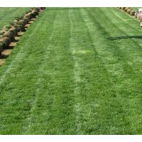 出售早熟禾系列（橄欖球午夜 ，百思特，新歌來德）草坪