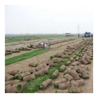 石家莊草坪銷售（早熟禾系列）