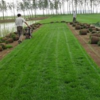草坪銷售