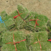 2013滁州馬尼拉草坪.百慕大草坪