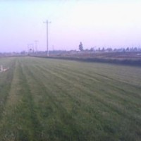 常年出售超性?xún)r(jià)比早熟禾草坪