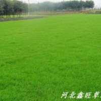 山西草坪 太原草坪 大同草坪 陽泉草坪 長治草坪 晉城草坪