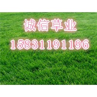山西草坪基地 山東草坪基地 河南草坪基地