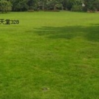 底價(jià)出售天堂草